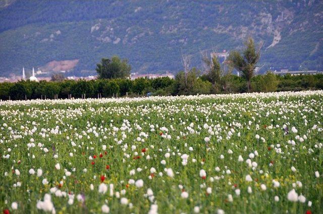 Haşhaş Tarlaları Beyazlara Büründü