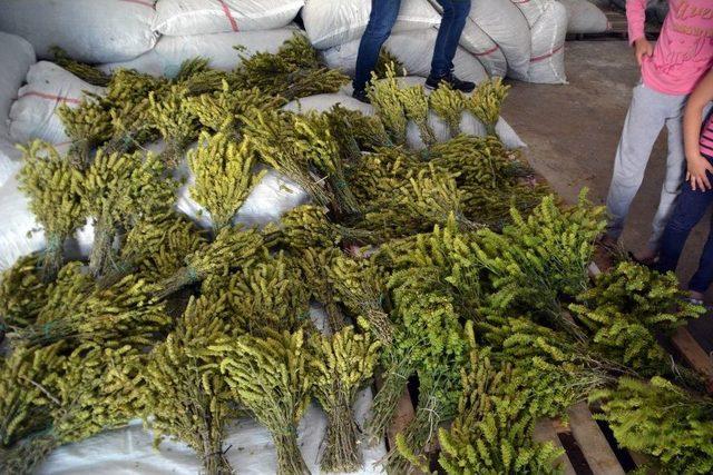 Kıra&ccedil; Topraktan Yılda 40 Bin Lira Kazanıyor 2