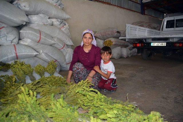 Kıra&ccedil; Topraktan Yılda 40 Bin Lira Kazanıyor 3