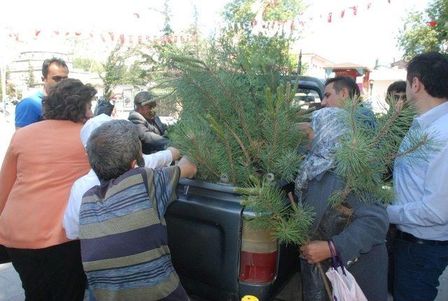 Çevre Gününde Halka Fidan Dağıtıldı