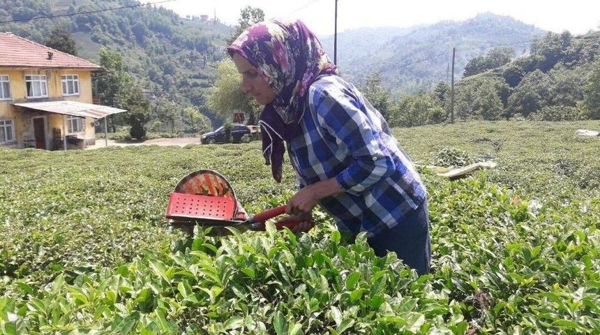Ramazan Ayında G&uuml;neşin Altında &Ccedil;ay Topluyorlar