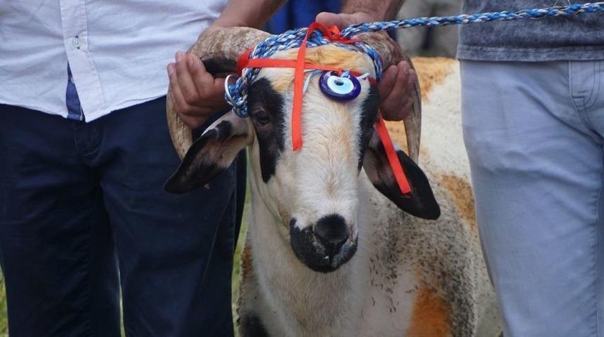 Ko&ccedil;u Alan Kırkpınar Ağası Oluyor