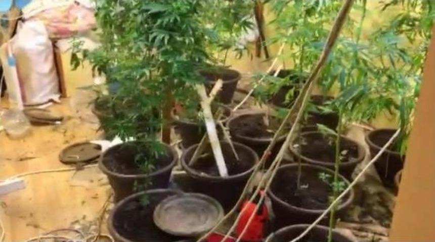 Evde Hintkeneviri Yetiştiren 2 Kişi Yakalandı