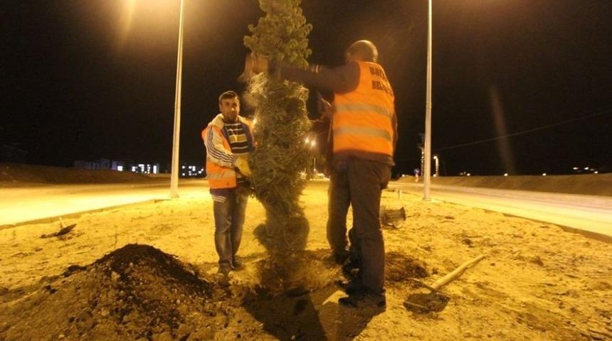 İftar Sonrası Ağaç Dikimi