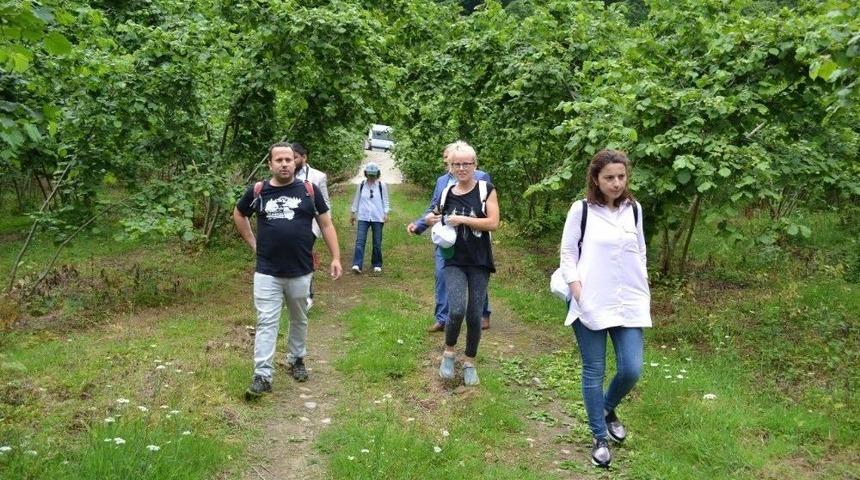 İtalyan Ve İspanyol Fındık &Uuml;reticileri Giresun Yağlı Fındığını İnceledi