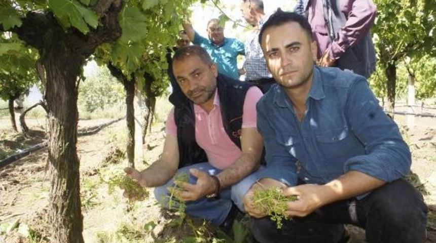 Manisa'daki Arazilerde Dolu Zararı