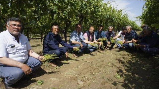 Manisa'daki Arazilerde Dolu Zararı