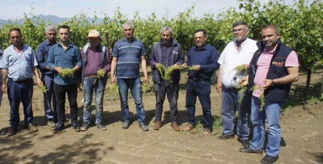 Manisalı Çiftçiyi Dolu Vurdu