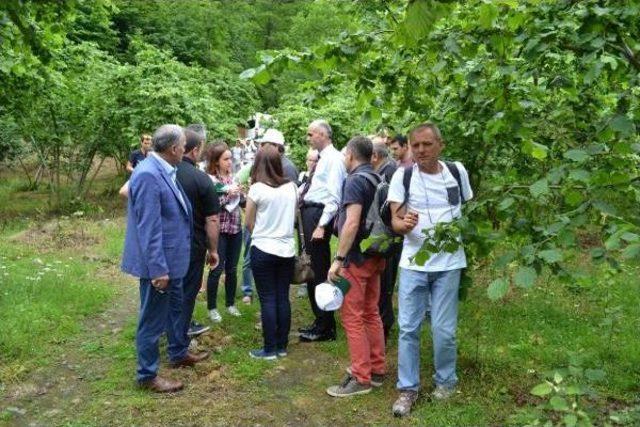 İtalyan Ve İspanyol Üreticiler Fındık Bahçelerini Gezdi