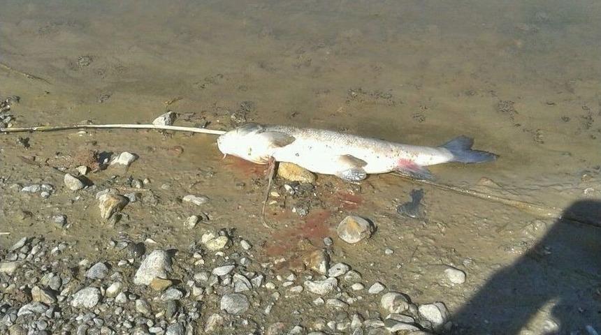 Budak&ouml;z&uuml; &Ccedil;ayında Balık &Ouml;l&uuml;m&uuml;