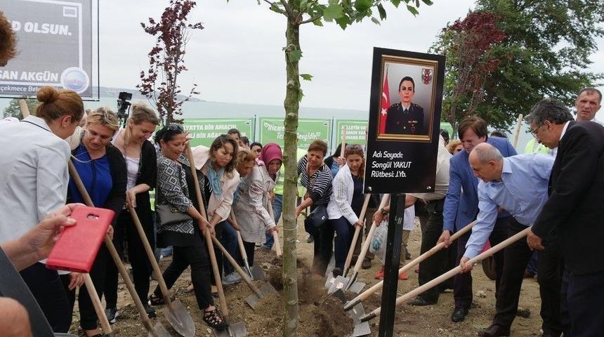 13 Şehit İ&ccedil;in, 13 &Ccedil;ınar