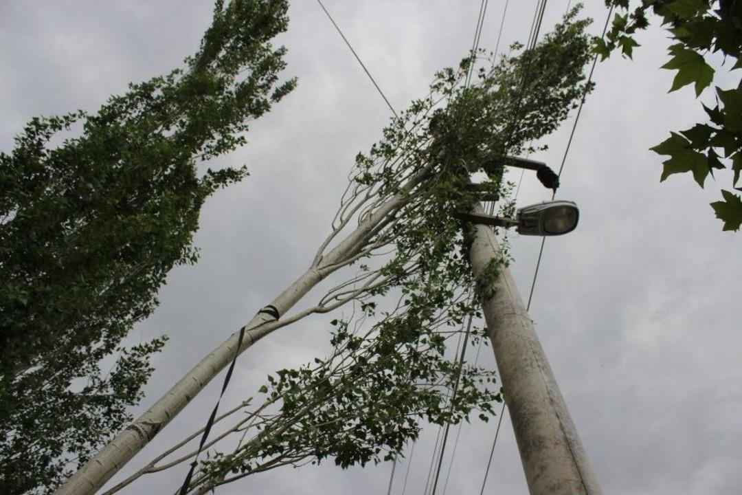 Şiddetli R&uuml;zgar Ağa&ccedil;ları Yerinden S&ouml;kt&uuml;