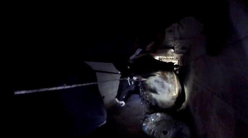 Menfezde Sıkışan İki Danayı İtfaiye Ekipleri Kurtardı