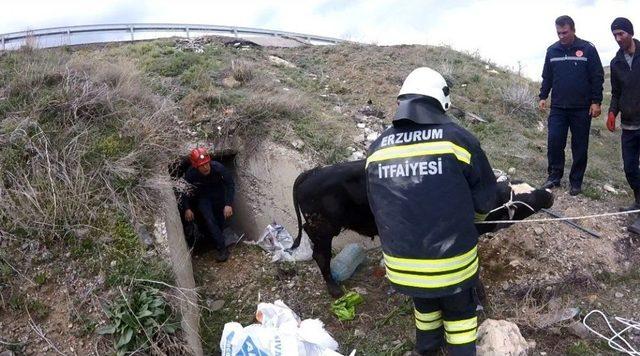 Menfezde Sıkışan İki Danayı İtfaiye Ekipleri Kurtardı