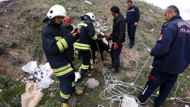 Menfezde Sıkışan İki Danayı İtfaiye Ekipleri Kurtardı