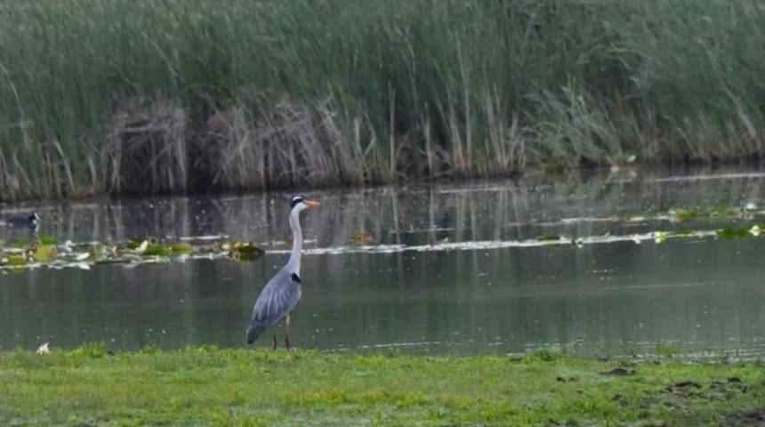 Buldan’da ‘kuşlar Sizi Çağırıyor’ Etkinliği