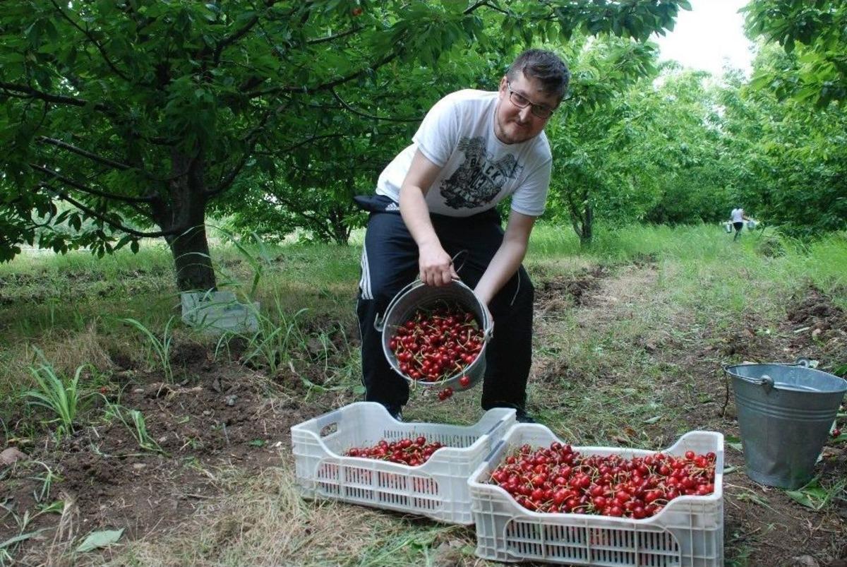 Kiraz &Uuml;reticinin Y&uuml;z&uuml;n&uuml; G&uuml;ld&uuml;rd&uuml;
