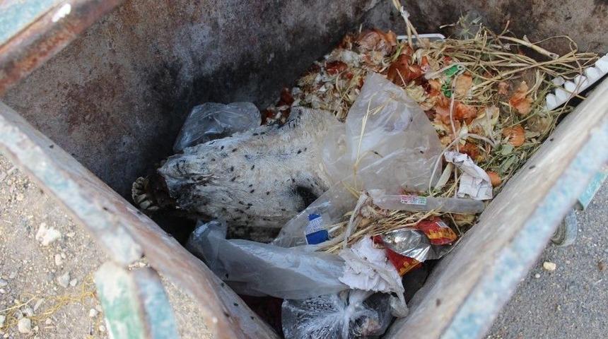 &Ccedil;&ouml;pte Kesilmiş At Kafası Bulundu