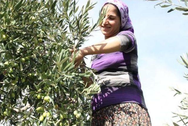 Zeytin Üreticileri Kaygılı