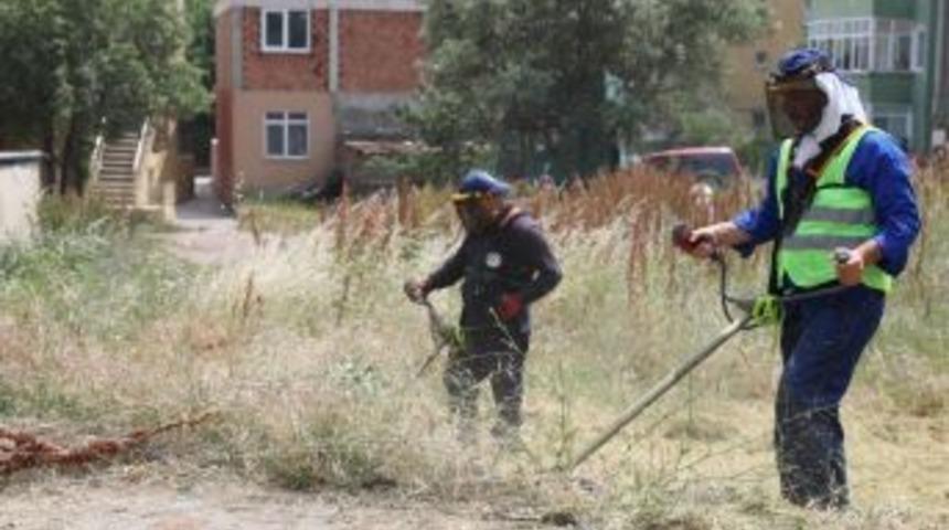 K&ouml;rfez&rsquo;de Yabani Otlar Temizleniyor