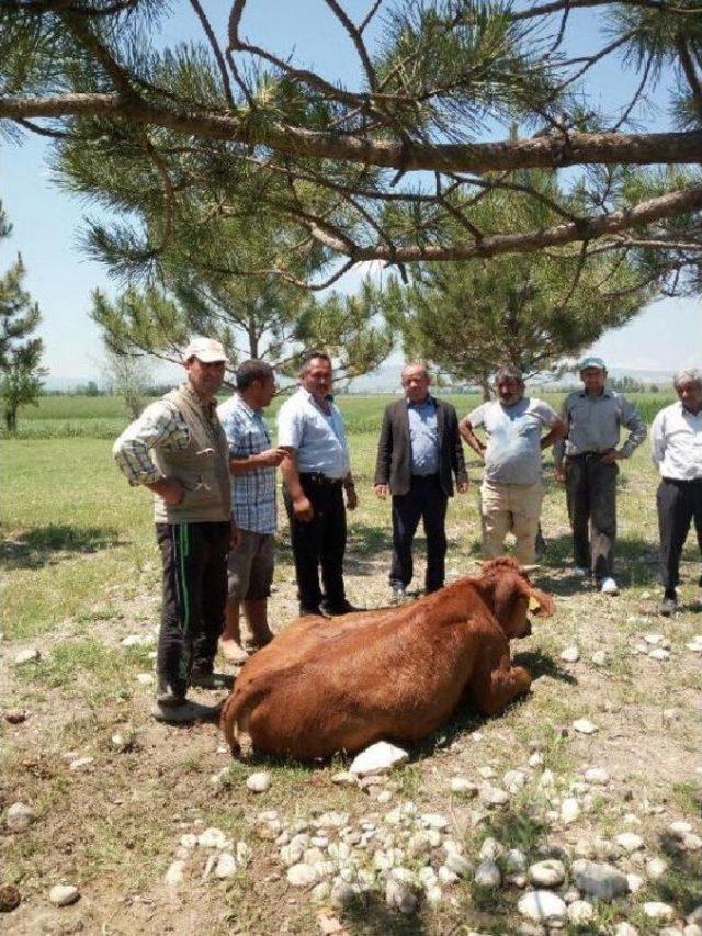 Köyde Inekler Telef Oldu, Balıklar Öldü