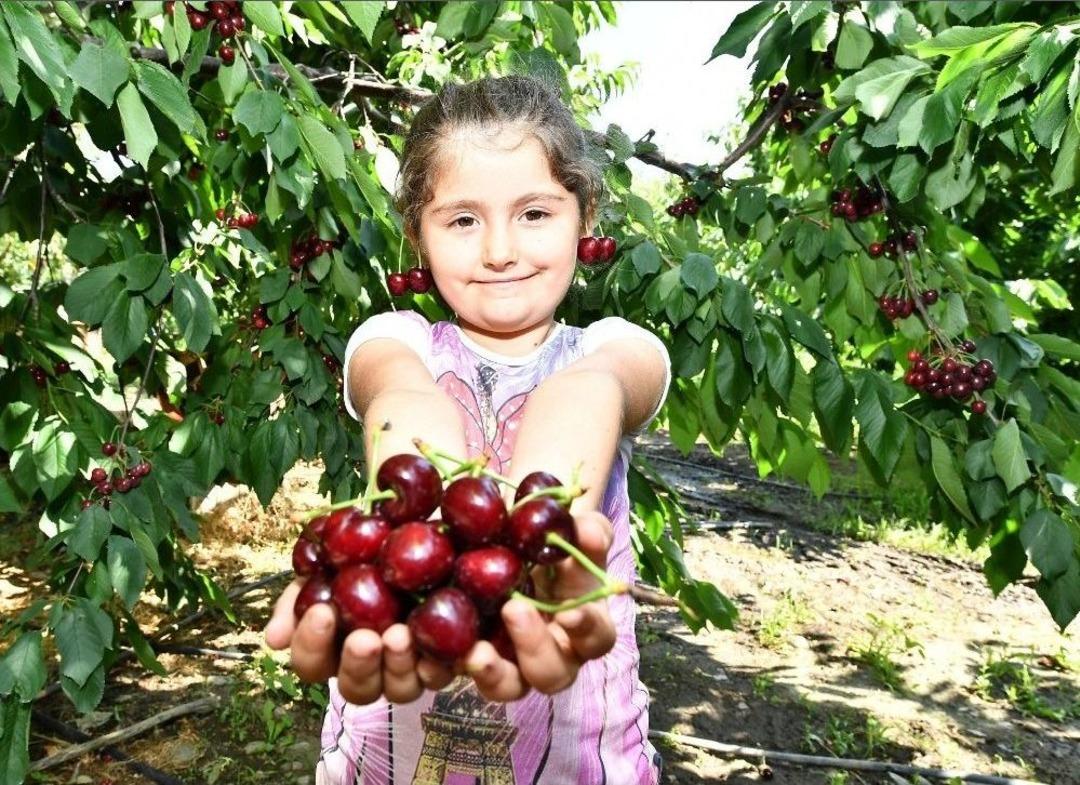Kiraz &Uuml;reticisine Erken Uyarı Geldi, Rekolte Arttı