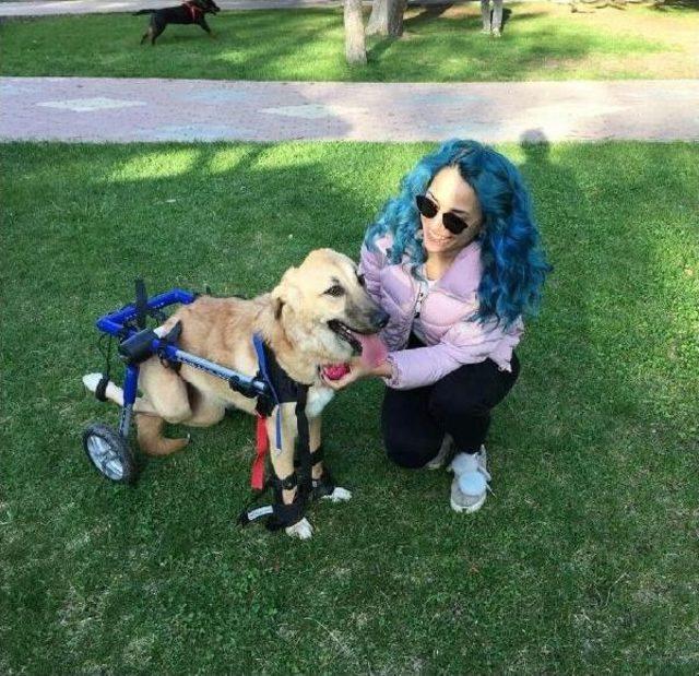 Üniversite Öğrencisi Evinde Felçli Ve Görme Engelli Kedi Köpek Besliyor