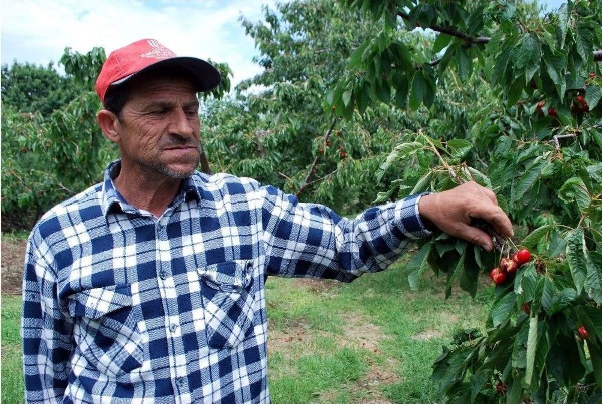 D&uuml;nyaca &Uuml;nl&uuml; Salihli Kirazını Dolu Vurdu