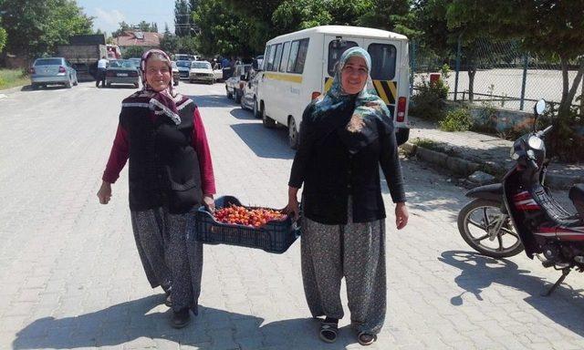 Selendi’de Kiraz Üreticisi Dertli