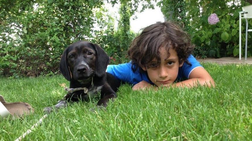 Yalova&rsquo;da K&ouml;pek Katliamı