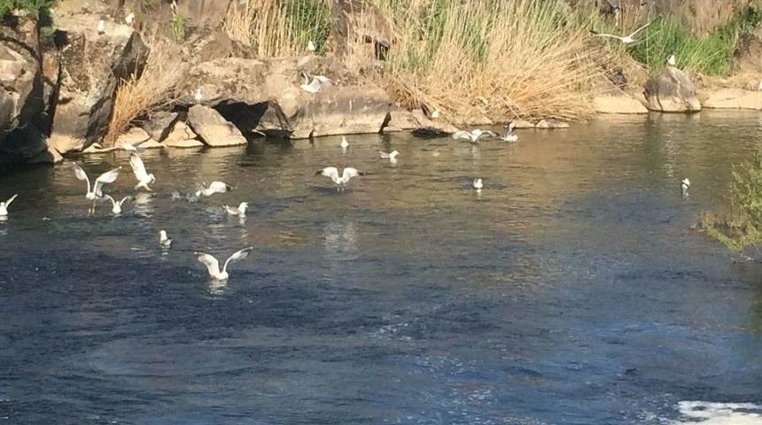 Yasağa Bir Tek Onlar Uymuyor
