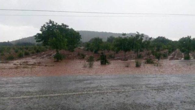 Bekilli'de Şiddetli Yağmurda Tarım Alarları Su Altında Kaldı