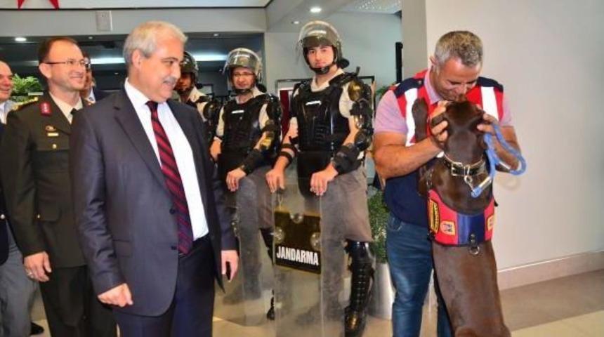 Jandarmanın Iz Takip Ve Narkotik K&ouml;peğine Ilgi