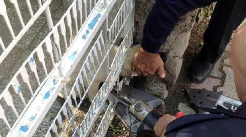 Bah&ccedil;e Kapısına Sıkışan Yavru K&ouml;peği Itfaiye Kurtardı
