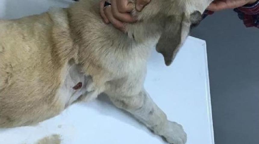 Tavuklarını Yediğini &Ouml;ne S&uuml;rd&uuml;ğ&uuml; K&ouml;peği Vurdu