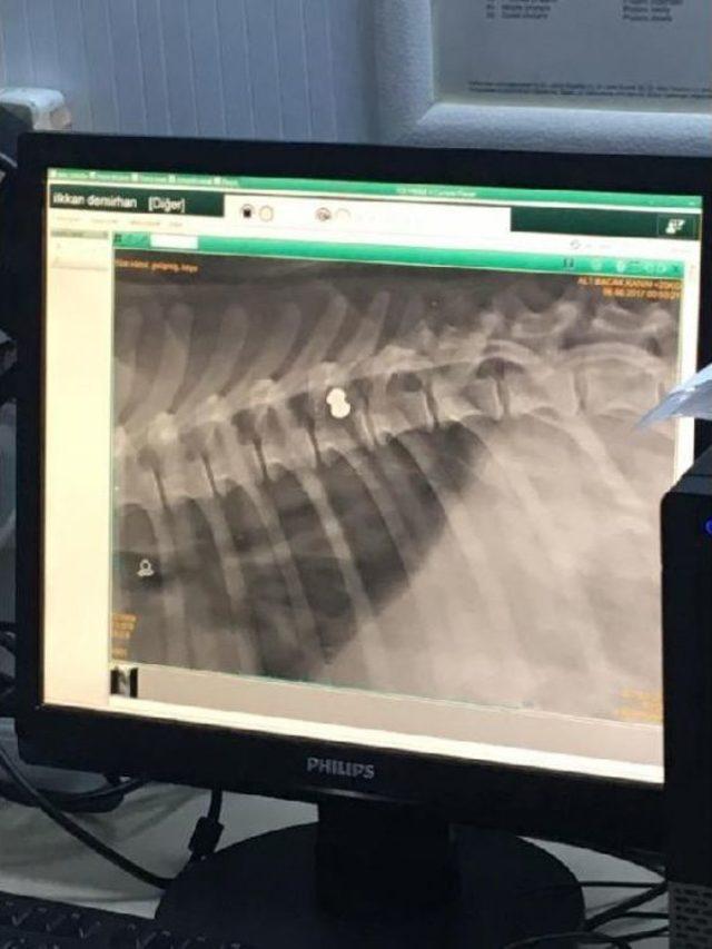 Tavuklarını Yediğini Öne Sürdüğü Köpeği Vurdu 1