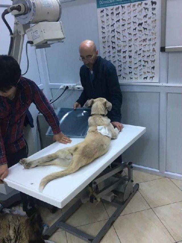 Tavuklarını Yediğini Öne Sürdüğü Köpeği Vurdu 2