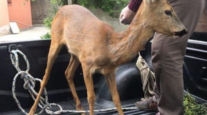 Otomobil &Ccedil;arpan Karacaya Tedavi