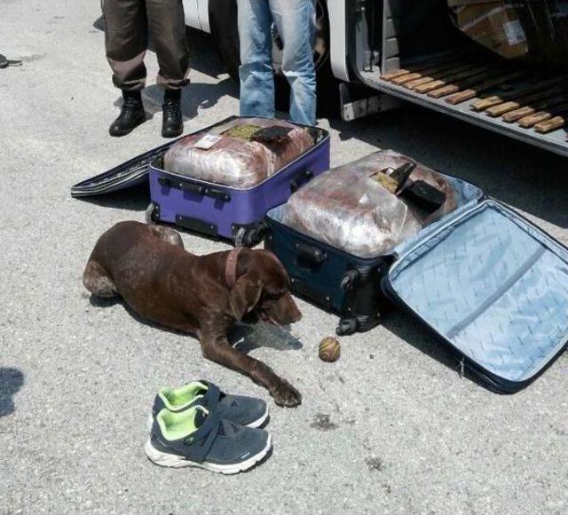 Yolcu Otob&uuml;s&uuml;ndeki Iki Bavuldan 30 Kilo Esrar &Ccedil;ıktı 1