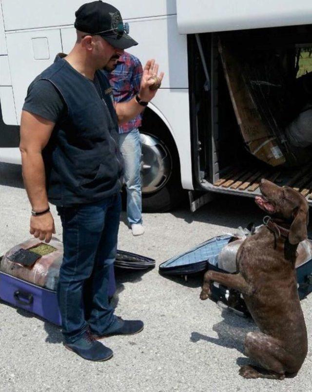 Yolcu Otob&uuml;s&uuml;ndeki Iki Bavuldan 30 Kilo Esrar &Ccedil;ıktı 2
