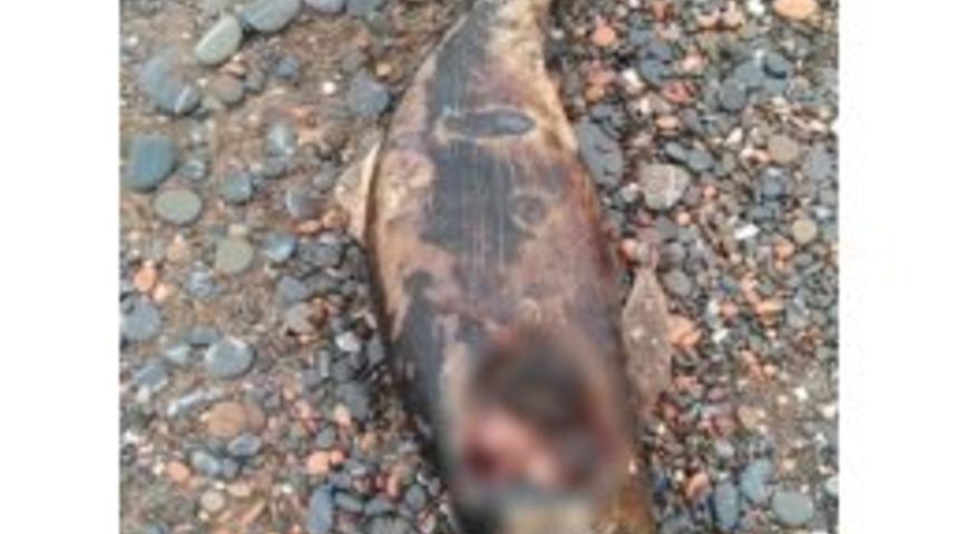Cide Sahilinde &Ouml;l&uuml; İkinci Yunus Balığı Vurdu