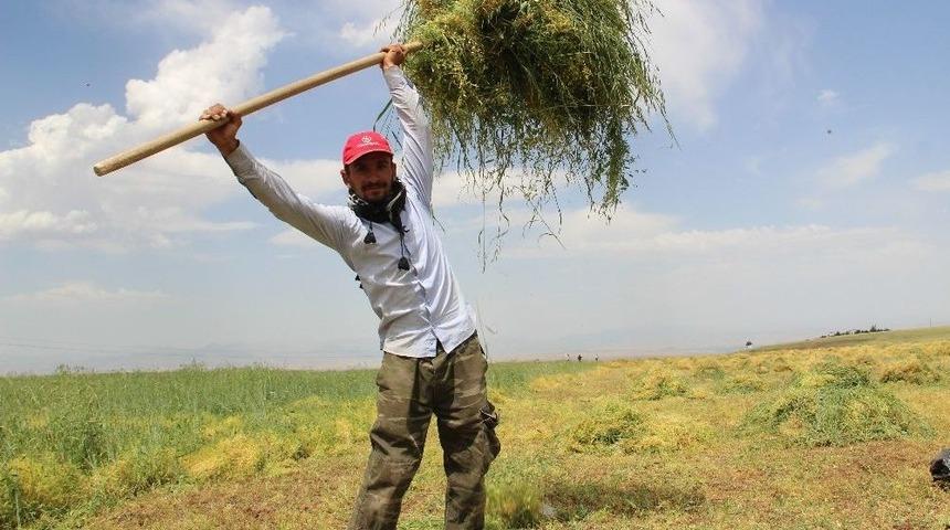 Batman&rsquo;da 40 Derecede Hasat