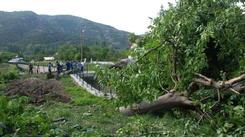 Yol &Ccedil;alışması İ&ccedil;in Meyve Ağa&ccedil;larının Kesilmesine Tepki