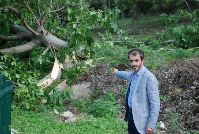 Yol &Ccedil;alışması İ&ccedil;in Meyve Ağa&ccedil;larının Kesilmesine Tepki 1