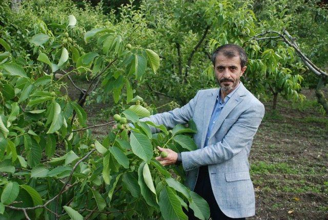 Yol &Ccedil;alışması İ&ccedil;in Meyve Ağa&ccedil;larının Kesilmesine Tepki 2