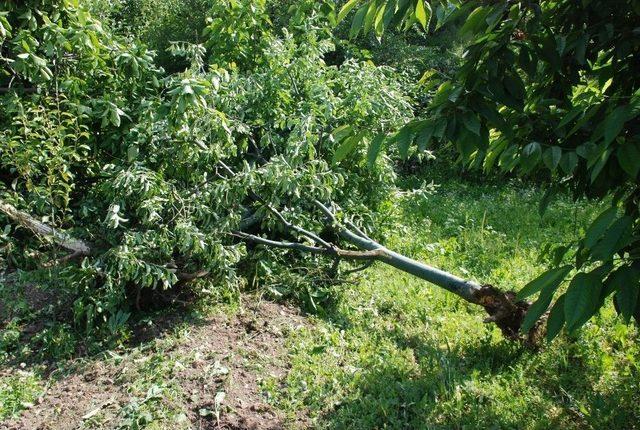 Yol &Ccedil;alışması İ&ccedil;in Meyve Ağa&ccedil;larının Kesilmesine Tepki 3
