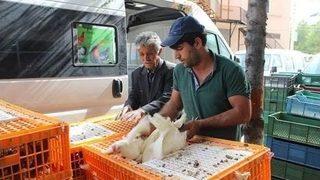 Ziraat Odası 800 Etlik Ve Damızlık Kümes Hayvanı Dağıttı