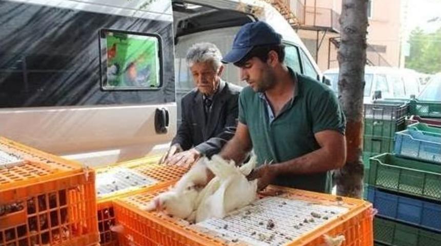 Ziraat Odası 800 Etlik Ve Damızlık Kümes Hayvanı Dağıttı