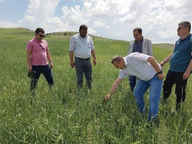 Sungurlu’da Tarım Arazilerini Dolu Vurdu