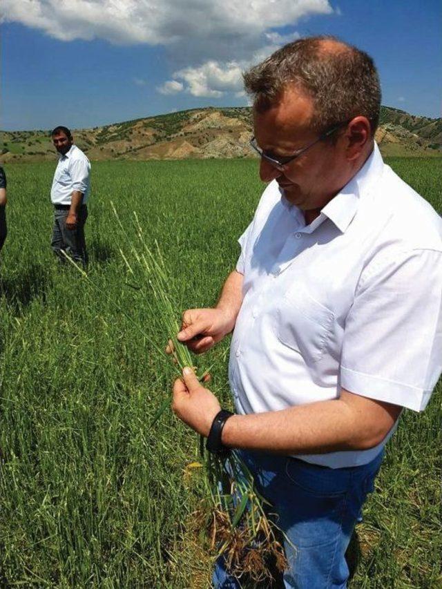 Sungurlu’da Tarım Arazilerini Dolu Vurdu